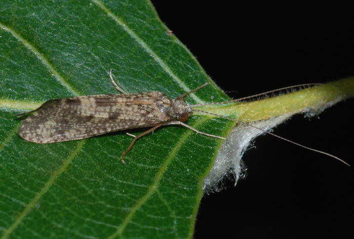 Hydropsychidae